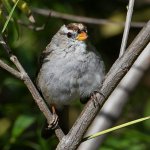 Sparrow3.jpg