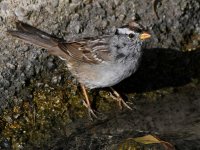 Sparrow5.jpg