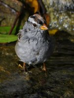 Sparrow6.jpg