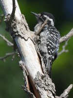 Woodpecker.jpg