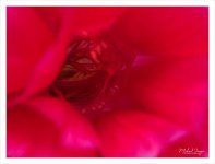 redblossom-2.jpg