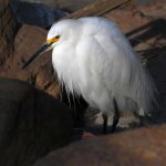 Egret3.jpg