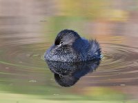 Grebe.jpg