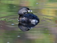 Grebe3.jpg