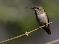 Hummer13.jpg