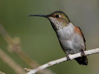 Hummer16.jpg