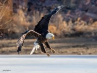 EagleFlifght-156.jpg
