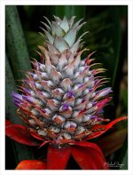 pineapple.jpg