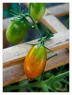 tomato.jpg