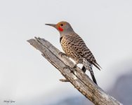 Flicker-156.jpg