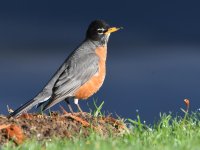 Robin2.jpg