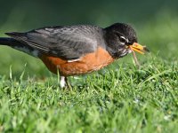 Robin5.jpg