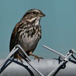 Sparrow2.jpg