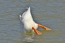 560_0035_LSh_cr.jpg