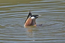 560_0202_LSh_cr.jpg
