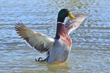 560_0067R_L_cr.jpg