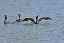 560_0116R_LSh_cr.jpg