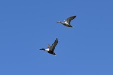 560_0141R_cr.jpg