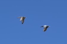 560_0143R_cr.jpg
