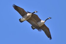 560_0176R_cr.jpg
