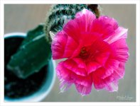 redblossomcactus.jpg