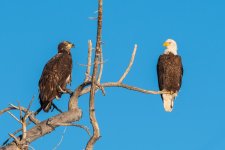 EaglesTwoBranch-156.jpg