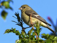 Goldfinch.jpg