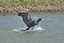 560_0008R_LSh_cr.jpg
