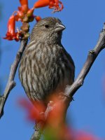 Finch5.jpg