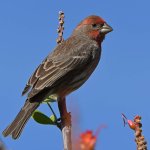 Finch6.jpg