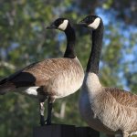 Geese3.jpg