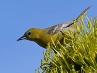 Oriole.jpg