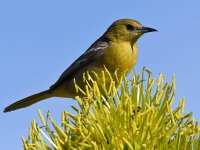 Oriole3.jpg