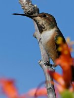Hummer5.jpg