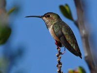 Hummer6.jpg
