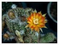 r-catus-4.jpg