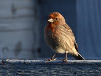 Finch.jpg