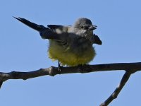 Kingbird6.jpg