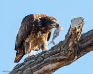 EagleFish-157.jpg