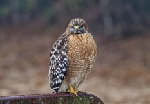 Hawk 1.jpg