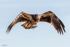 EagleFish-158.jpg
