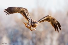 EagleFish-159.jpg