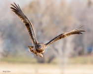 EagleFish-160.jpg