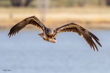 EagleFish-161.jpg