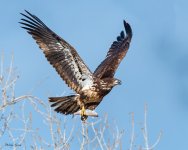 EagleFish-165.jpg