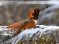 Hummer7.jpg