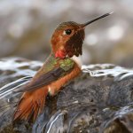 Hummer11.jpg