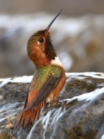 Hummer14.jpg