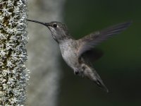 Hummer18.jpg
