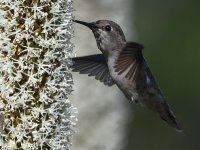 Hummer20.jpg